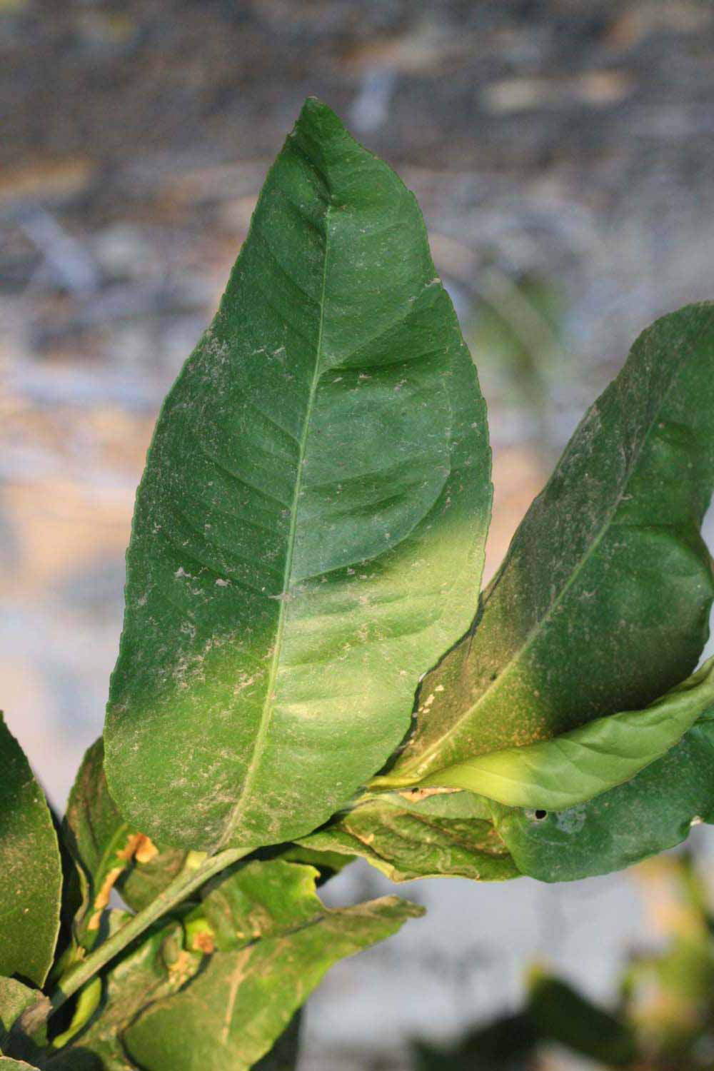              Unifoliolate leaf (Riverside, CA)       